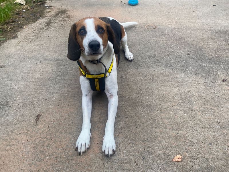 Beagle Puppies for sale in Leicestershire