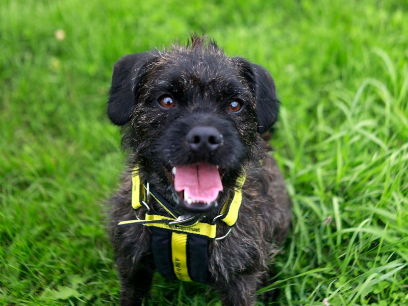 Poodle Puppies for sale in West Sussex