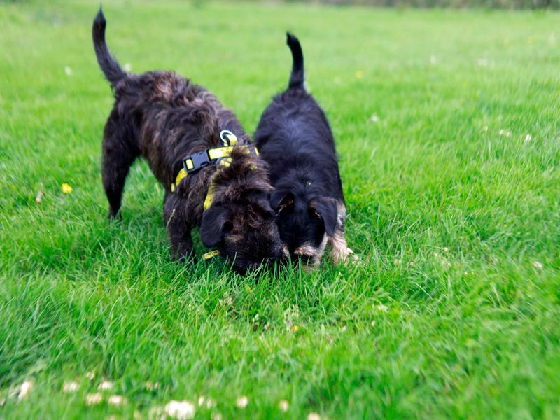 Chase | French Bulldog Cross | Shoreham (Sussex) - 1