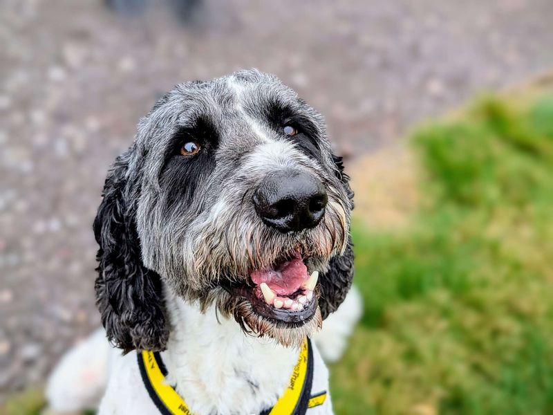 Milo | Poodle (Standard) Cross | Cardiff - 1