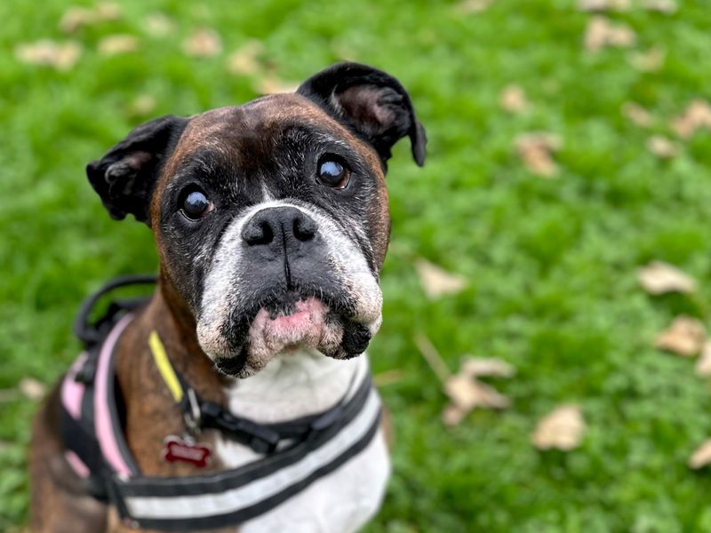 Coco | Boxer | Shoreham (Sussex) - 1