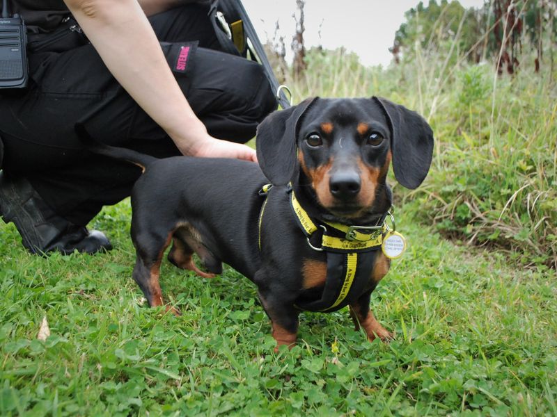 Dachshund Puppies for sale