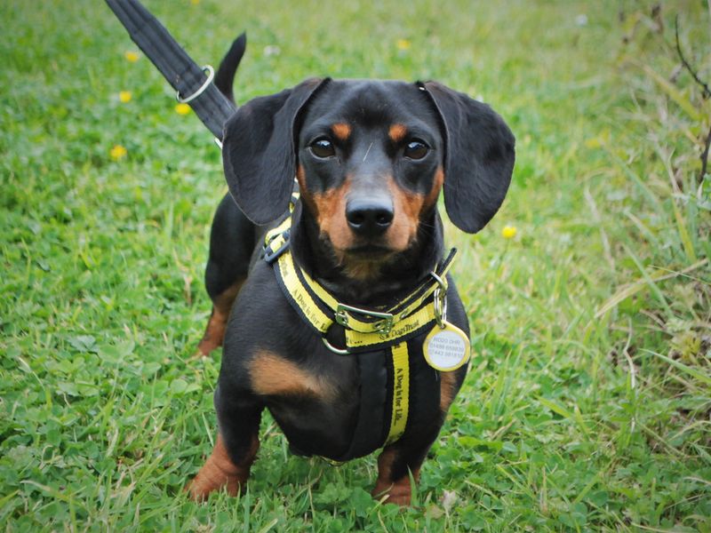 Rocco for sale in Newbury, Berks