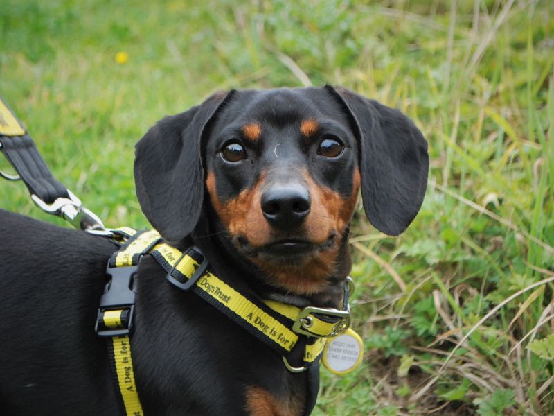 Dachshunds for sale in Newbury, Berks