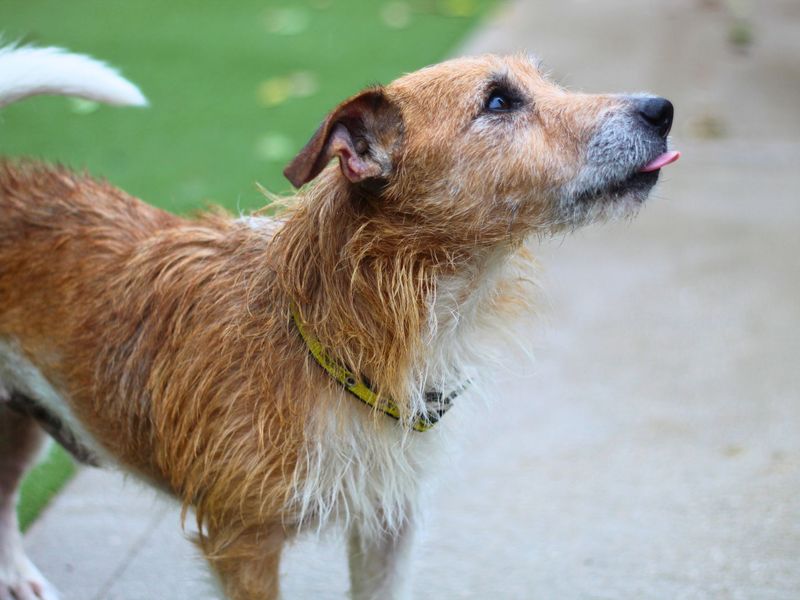 Jack Russells for sale in Manchester, Greater Manchester