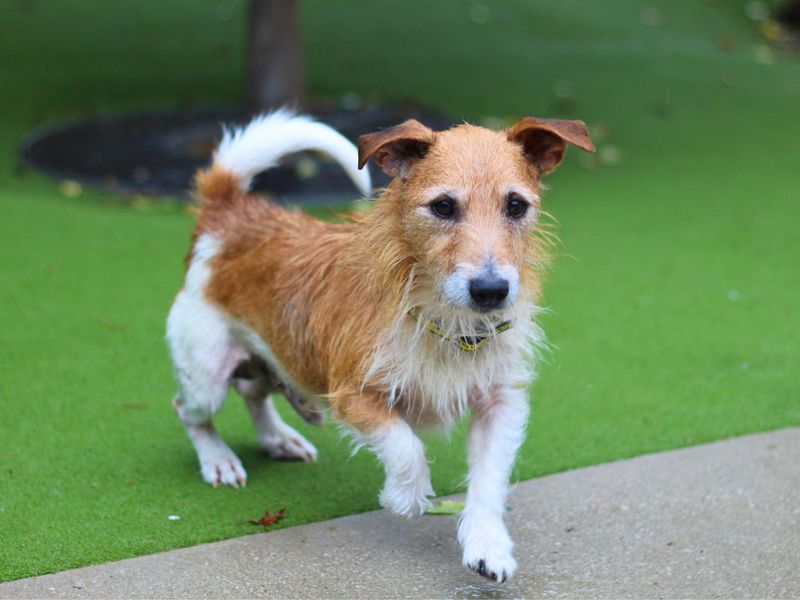 Jack Russell Puppies for sale in Greater Manchester