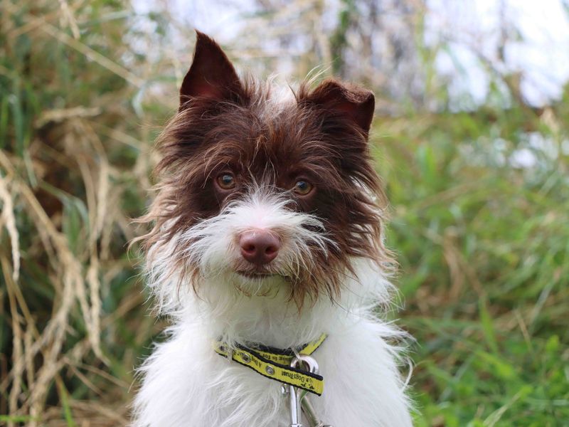 Jack Russells for sale in Sadberge, Co Durham