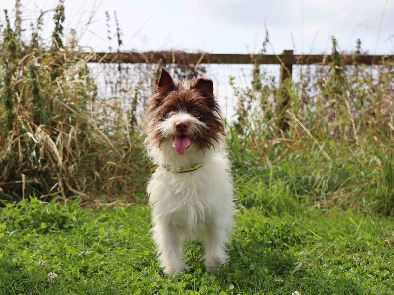 Jack Russell Puppies for sale in Co Durham