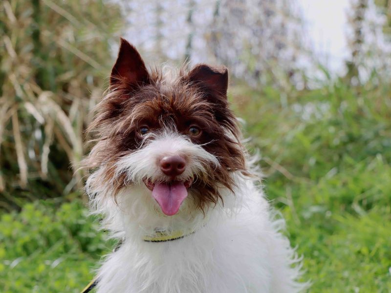 Jack Russell Puppies for sale