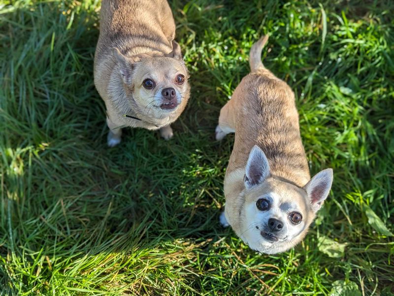 Chihuahuas for sale in Mid Glamorgan, Wales