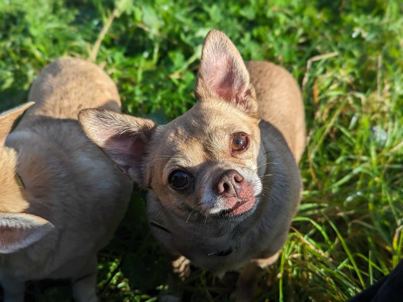 Chihuahua Puppies for sale