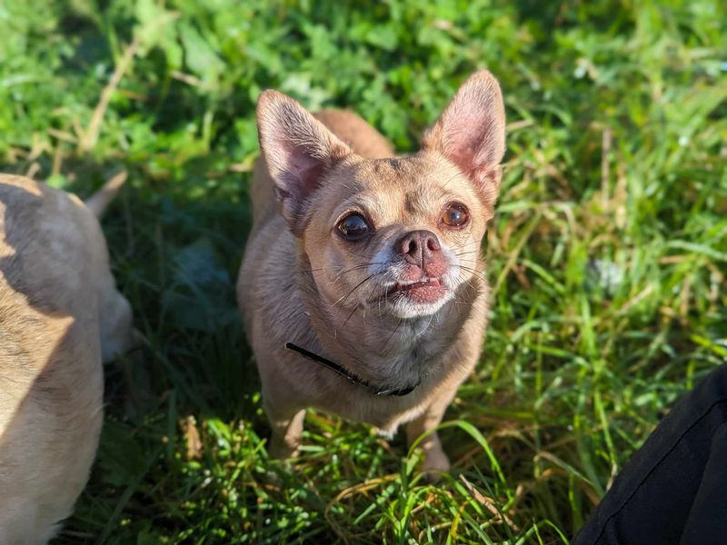 Chihuahua Puppies for sale in Wales