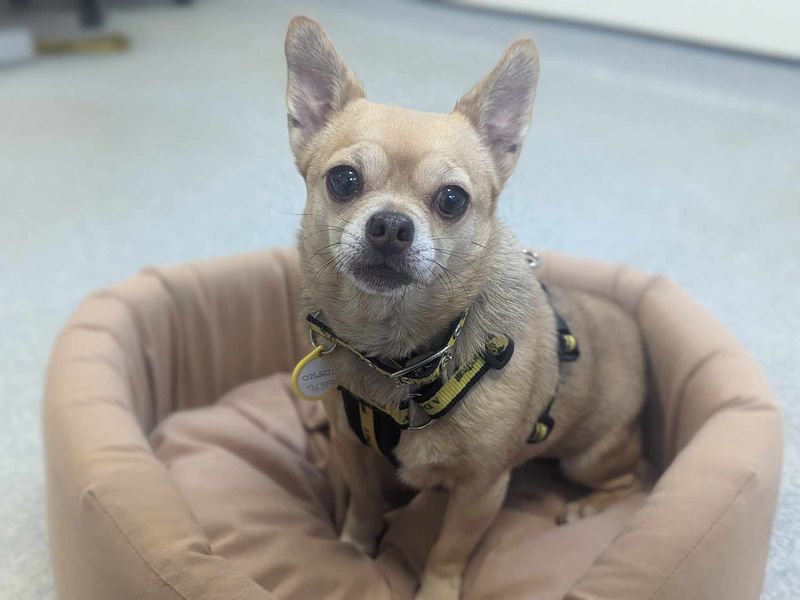 Krystal | Chihuahua (Smooth Coat) | Bridgend (Wales) - 1