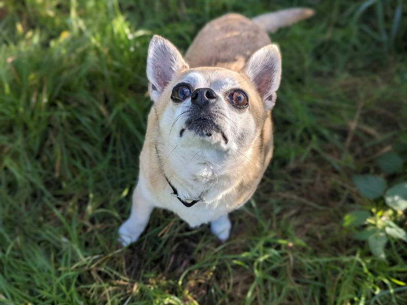 Chihuahua Puppies for sale in Wales