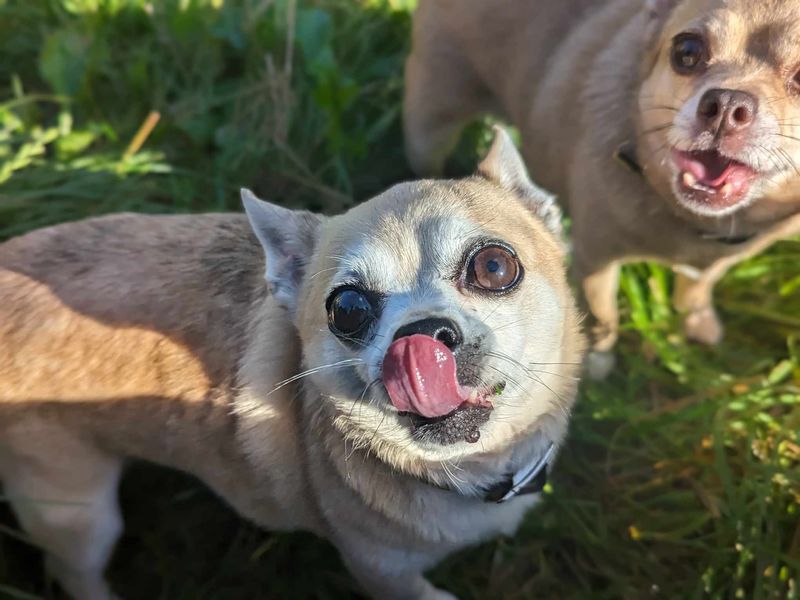 Chihuahuas for sale in Mid Glamorgan, Wales