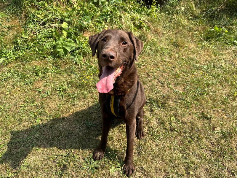 Suede | Retriever (Labrador) | Snetterton (Norfolk) - 1