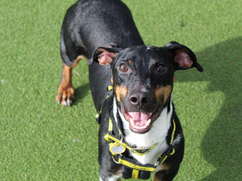 Lucky | Dachshund (Smooth Haired) Cross | Glasgow - 1