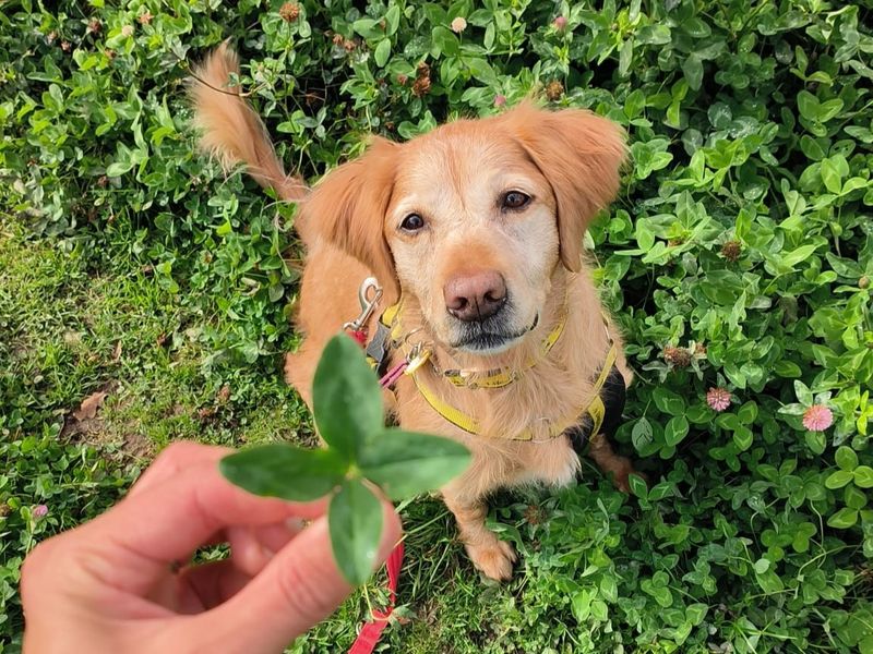 Golden Retriever Puppies for sale