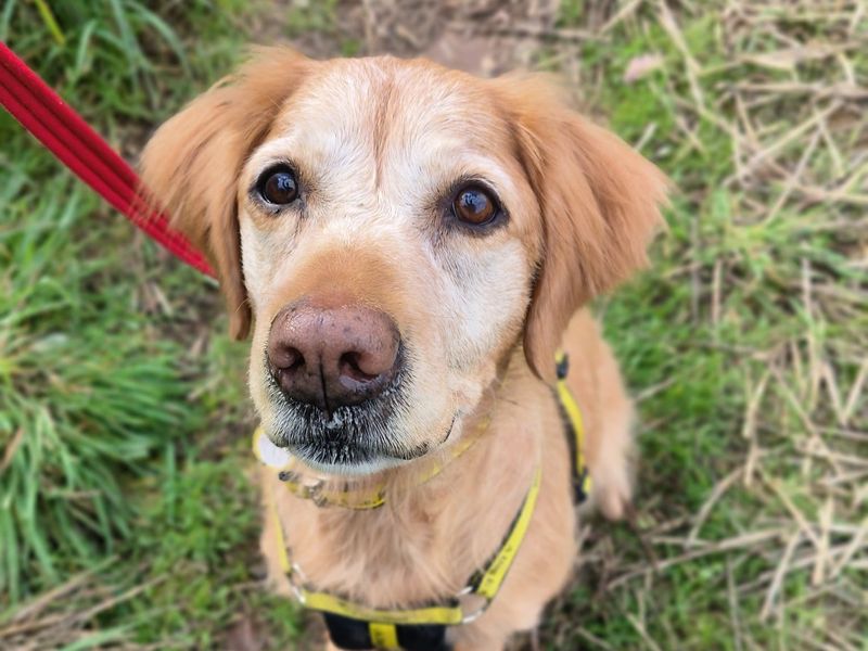 Golden Retrievers for sale in Kenilworth, Warks