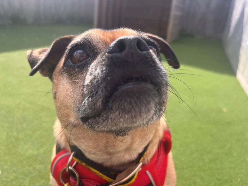 Pug Puppies for sale in Wiltshire