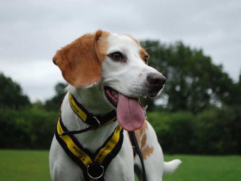 Beagle Puppies for sale in Berks