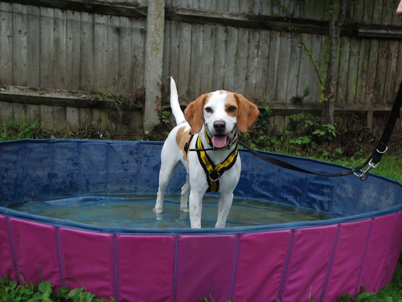 Beagle Puppies for sale