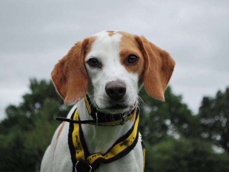 Beagles for sale in Newbury, Berks