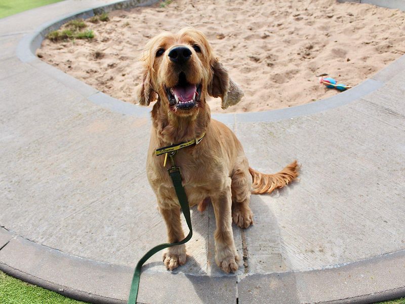 Cocker Spaniels for sale in Evesham, Worcestershire