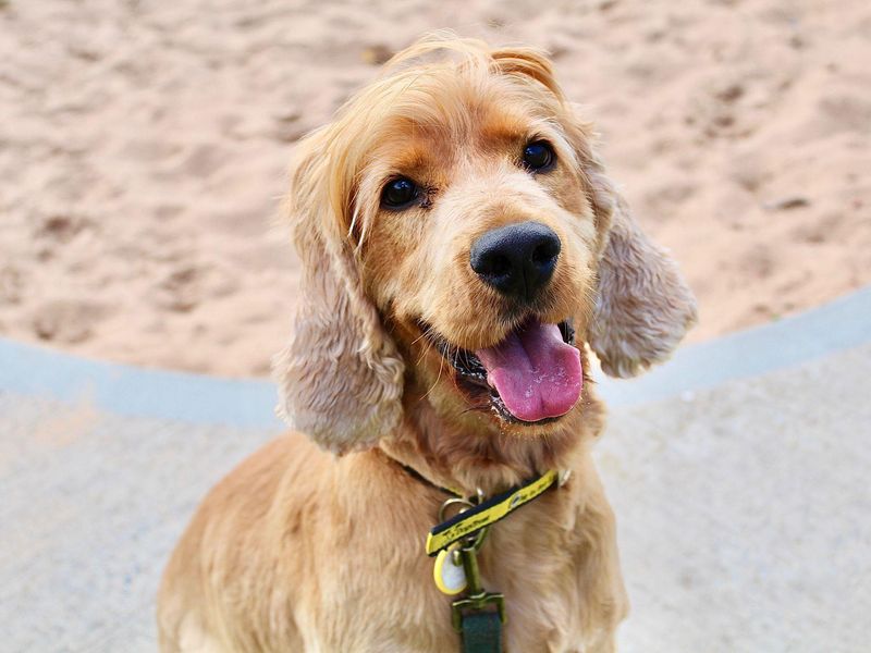 Chester | Spaniel (Cocker) | Evesham (Worcestershire) - 1