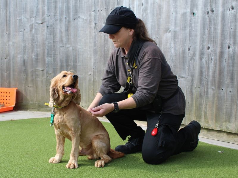 Cocker Spaniel Puppies for sale