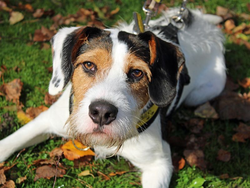 Beagle Puppies for sale in Merseyside