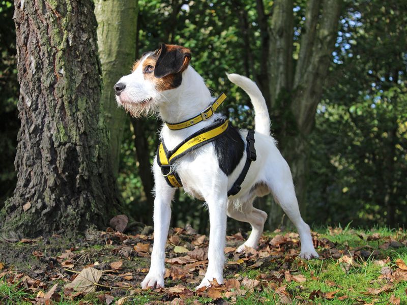 Beagles for sale in Liverpool, Merseyside