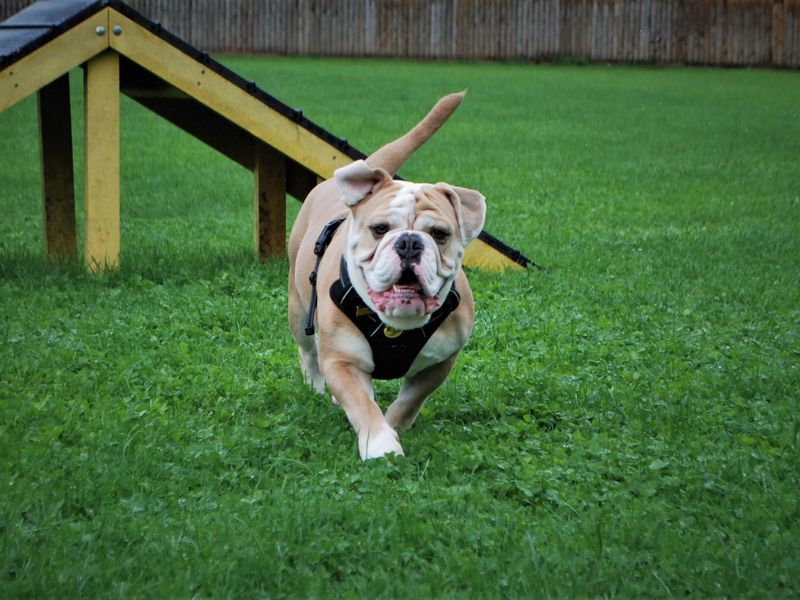 Bulldog Puppies for sale