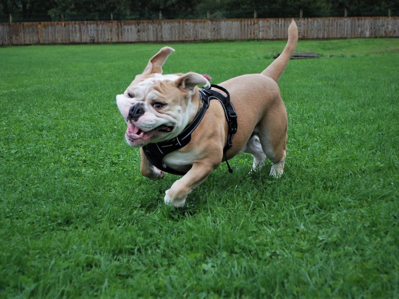 Winston | Bulldog | Newbury (Berkshire) - 1