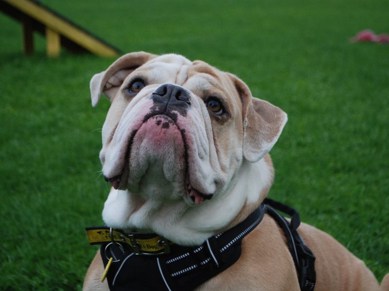 English Bulldogs for sale in Newbury, Berks