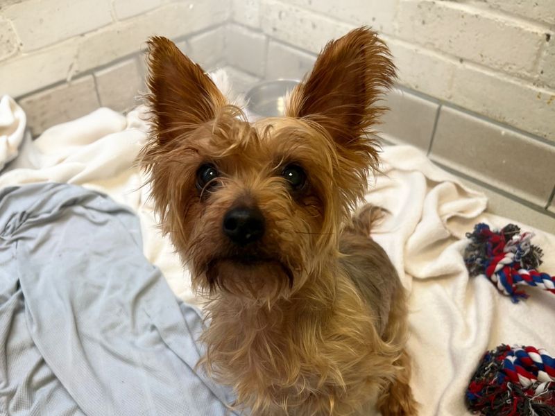 Yorkie Dogs And Puppies For Adoption, Rehoming And Rescue