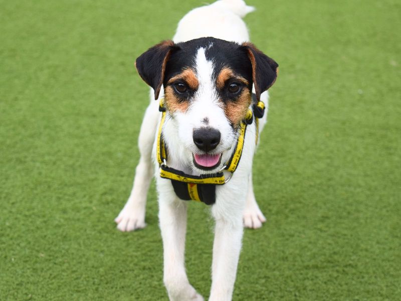 Jack Russells for sale in Uxbridge, London