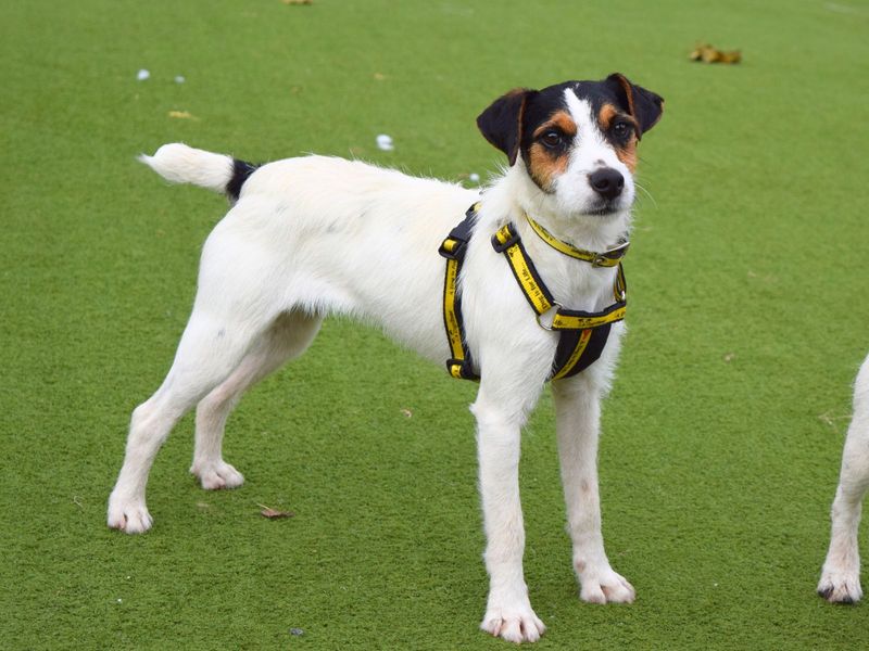 Jack Russell Puppies for sale in London