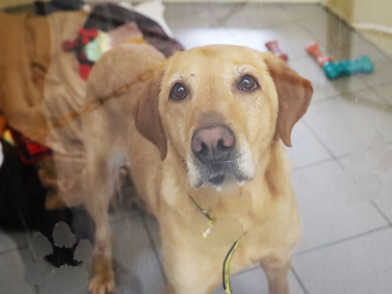 Connie | Retriever (Labrador) | Leeds - 1