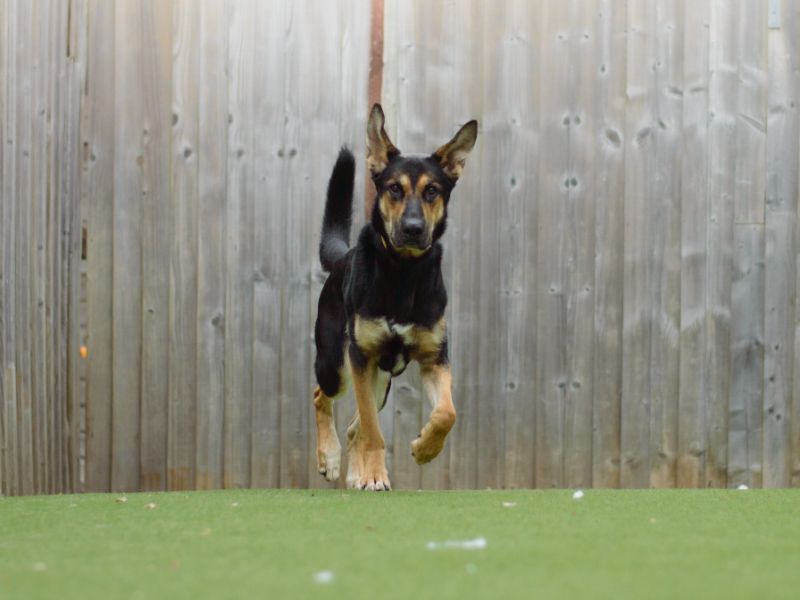 German Shepherd Puppies for sale