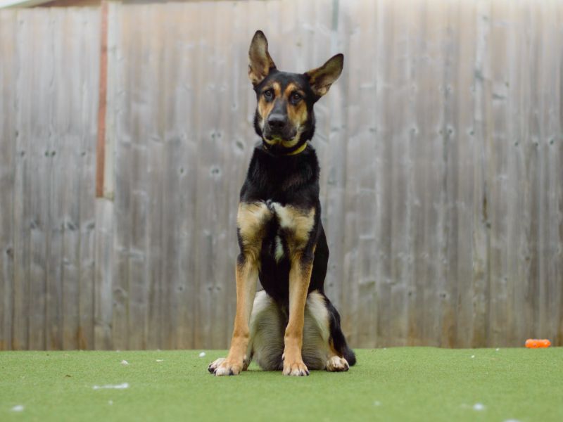 German Shepherds for sale in Kenilworth, Warks