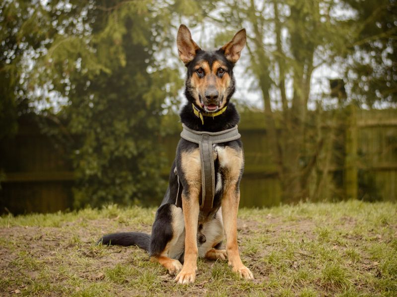 Bruce | German Shepherd Dog | Kenilworth (West Midlands) - 1