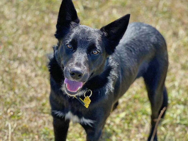 Kale | Retriever (Labrador) Cross | Basildon (Essex) - 1