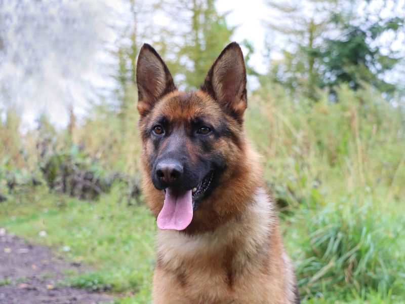 German Shepherd Puppies for sale in Co Durham