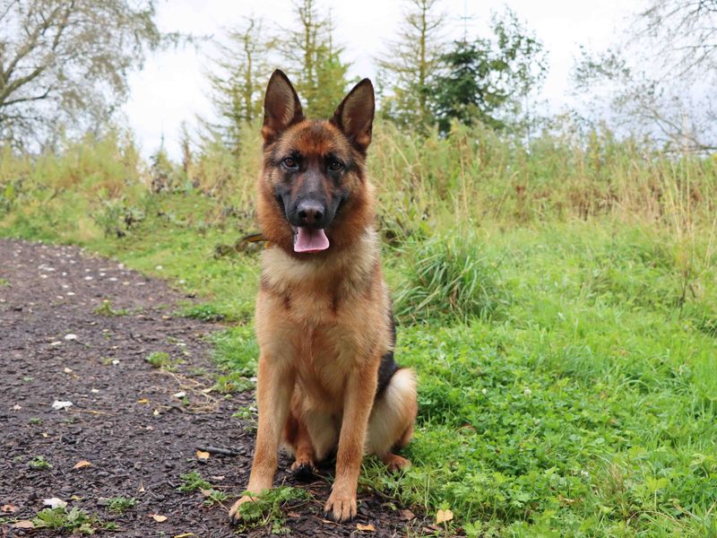 German Shepherd Puppies for sale