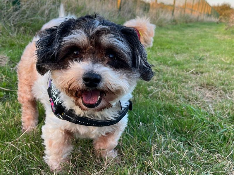 Hetty | Maltese Cross | Shoreham (Sussex) - 1