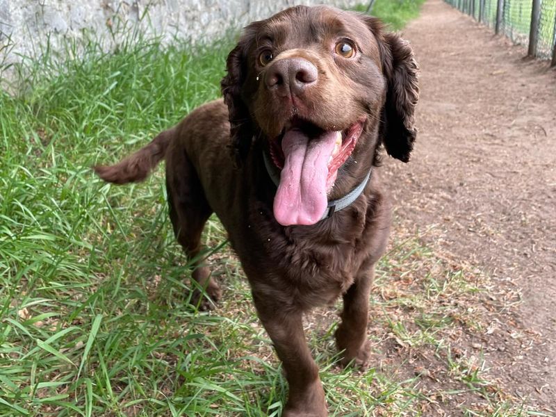 Hugo | Spaniel (Cocker) | West Calder (Edinburgh) - 1