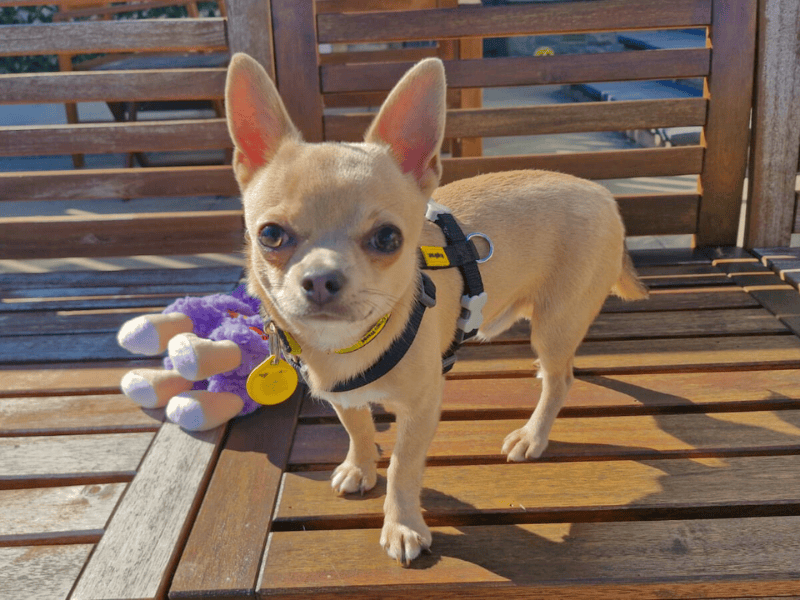 Chihuahuas for sale in , 