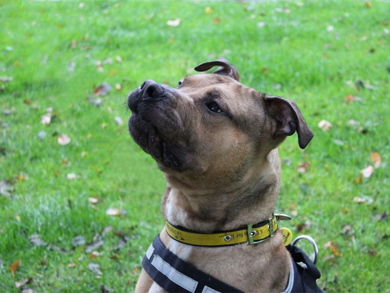 Scrappy | Terrier (Staffordshire Bull) Cross | Merseyside (Liverpool) - 1