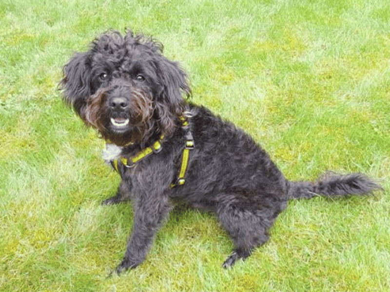 Jack | Poodle (Miniature) Cross | West Calder (Edinburgh) - 1